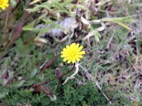 Flora-047