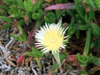 Flora-048