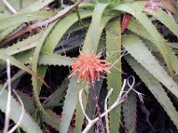 Flora-049