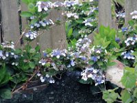 Flora-050