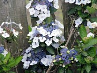 Flora-051