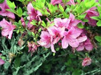 Flora-052