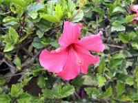 Flora-053