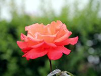 Flora-054