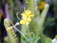 Flora-055