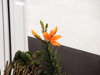 Flora-056