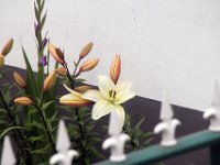Flora-057