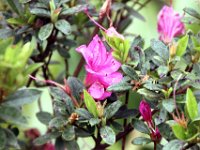 Flora-058