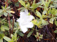 Flora-059