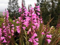 Flora-060