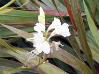 Flora-061