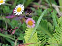Flora-063