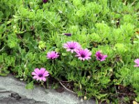 Flora-064