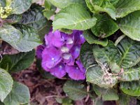 Flora-066