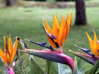 Flora-067