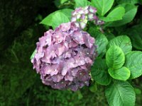 Flora-068