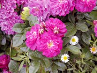 Flora-070