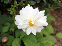 Flora-071