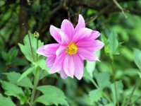 Flora-072