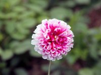 Flora-073