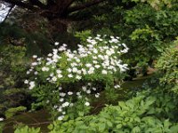 Flora-074