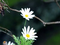 Flora-075