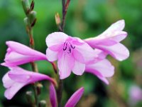 Flora-076