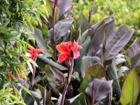 Flora-078