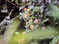 Flora-080