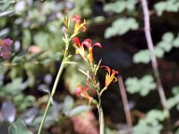 Flora-081