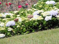 Flora-082