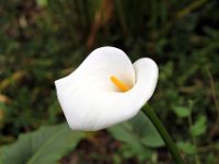 Flora-084