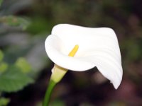 Flora-085