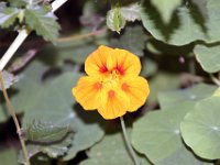 Flora-086