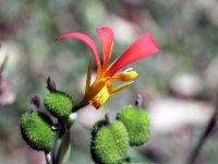 Flora-087