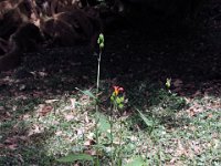 Flora-088
