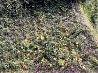 Flora-089