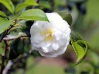 Flora-090