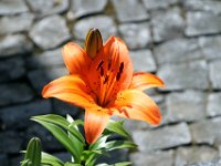 Flora-092