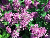 Flora-093