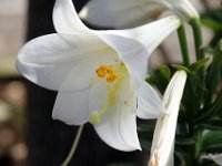 Flora-094