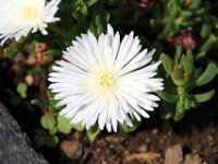 Flora-095