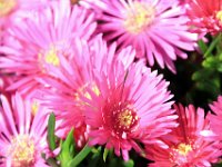 Flora-096