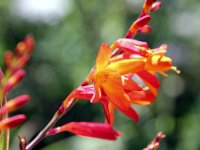 Flora-097