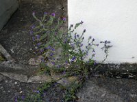 Flora-099