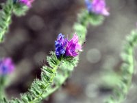 Flora-100