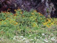 Flora-101