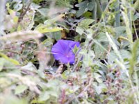 Flora-102