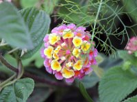 Flora-103