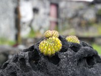 Flora-104